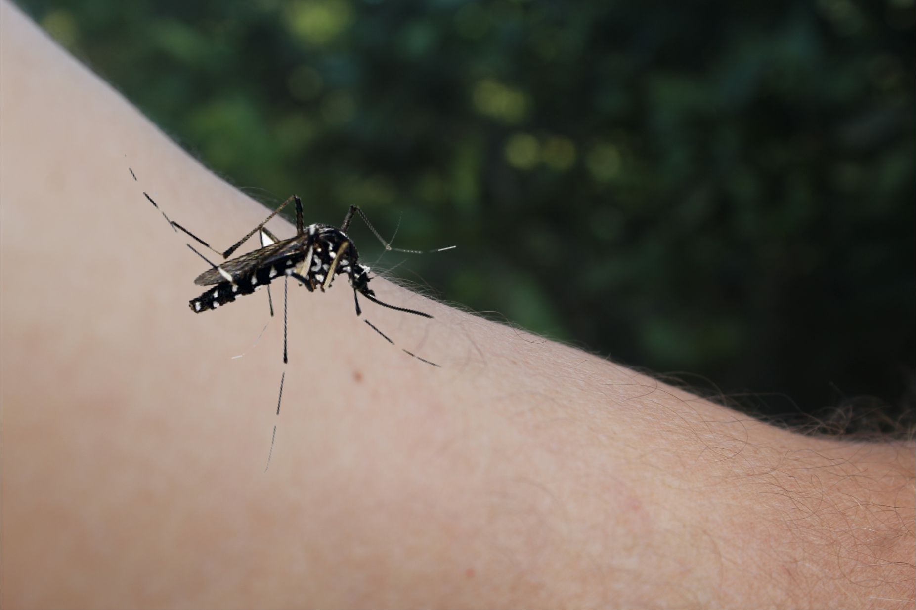 6 3 milhões de casos prováveis Brasil lidera ranking de dengue