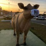Em Braço do Norte: Estátua de uma vaca Jersey recebeu acessório novo