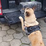 Polícia Civil apreende carga de maconha em Criciúma