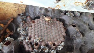 Mel de abelhas sem ferrão é regulamentado em Santa Catarina