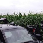 Assalto em Criciúma: Veículos são abandonados em milharal em Nova Veneza