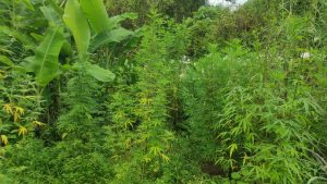 Polícia Civil descobre plantação de maconha em Timbé do Sul