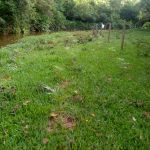 Urussanga e Cocal do Sul recebem mudas de projeto de compensação ambiental