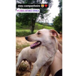 Morte de cães por envenenamento causa revolta de produtor rural em Grão-Pará