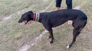 Ação conjunta flagra corrida clandestina de cães e prisões são efetuadas por maus tratos em Araranguá