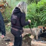 Polícia Civil deflagra operação “Green House”, faz prisões e apreende drogas em Sangão