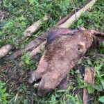 Abatedouro clandestino suspeito de vender carne de cavalo é localizado em Lauro Müller