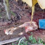 Abatedouro clandestino suspeito de vender carne de cavalo é localizado em Lauro Müller