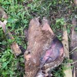 Abatedouro clandestino suspeito de vender carne de cavalo é localizado em Lauro Müller