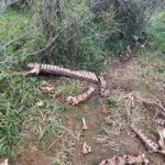 Abatedouro clandestino suspeito de vender carne de cavalo é localizado em Lauro Müller