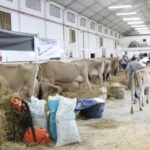 BN realiza a ExpoJersey primeiro evento da categoria no Estado em 2021 BN realiza a ExpoJersey primeiro evento da categoria no Estado em 2021