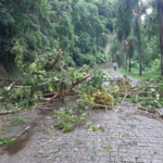 Temporal causa estragos em Orleans