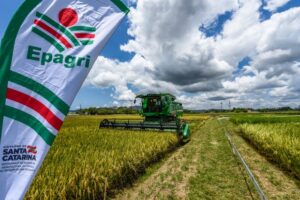 Com expectativa de boa safra, começa colheita de arroz em Santa Catarina