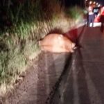 Acidente com bovino deixa motociclista ferido