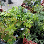 Doação de mudas nativas marca o Mês do Meio Ambiente em Orleans