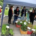 Doação de mudas nativas marca o Mês do Meio Ambiente em Orleans