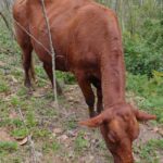 Polícias Civil e Militar Rodoviária recuperam gado furtado em Urussanga