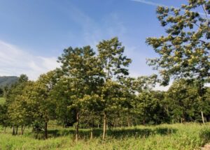 Unibave recebe 150 mudas de bracatinga da Epagri de Lages