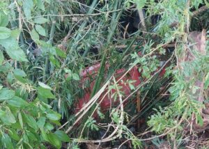 Caminhão fica sem freio e cai em ribanceira em Braço do Norte