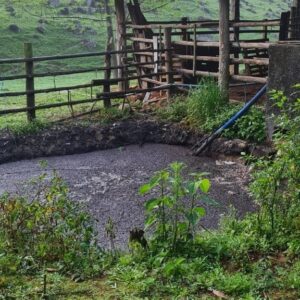 Quase meia tonelada de carne suína é apreendida em abatedouros clandestinos