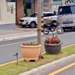 Braço do Norte: Avenida Felipe Schmidt volta a ganhar a beleza dos vasos com flores