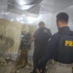 Ação conjunta da PRF e da PC apreende 1,8 tonelada de maconha, em Canoinhas Ação conjunta da PRF e da PC apreende 1,8 tonelada de maconha, em Canoinhas