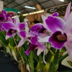 2ª Exposição de Orquídeas acontece neste final de semana em Urussanga