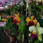 2ª Exposição de Orquídeas acontece neste final de semana em Urussanga