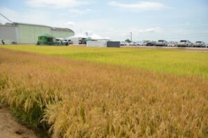 Governador participa da abertura oficial da colheita do arroz em Tubarão