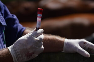 Santa Catarina avança na certificação de propriedades livres de Brucelose e Tuberculose Santa Catarina avança na certificação de propriedades livres de Brucelose e Tuberculose