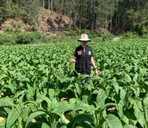 Após conclusão do monitoramento técnico, Santa Catarina segue livre do Mofo Azul e assegura exportação de tabaco para a China