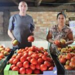 Com orientação da Epagri, família troca produção de fumo por tomates orgânicos