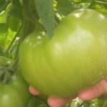 Com orientação da Epagri, família troca produção de fumo por tomates orgânicos