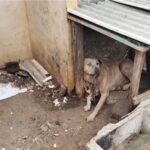 Cachorro com pescoço cortado por corda é resgatado por ONG