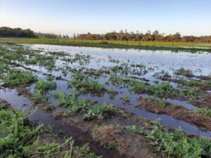 Governo de SC destina mais de R$120 milhões para amenizar as perdas na agricultura provocadas pelas chuvas