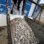 Fiscalização resulta em apreensão de 15 toneladas de pescado impróprio ao consumo