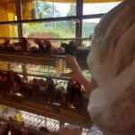 Força tarefa da Cidasc avalia medidas de biosseguridade em granjas de postura e recria de aves na região de São Ludgero