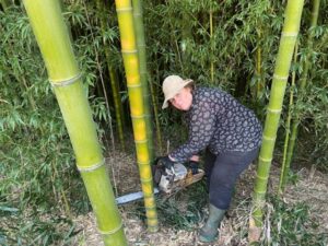 Bambu, a planta das 10 mil utilidades