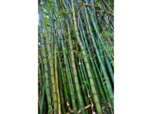 Bambu, a planta das 10 mil utilidades