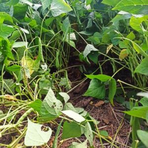 Epagri lança nova variedade de feijão preto que se destaca pela alta produtividade e resistência a doenças