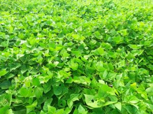 Epagri lança nova variedade de feijão preto que se destaca pela alta produtividade e resistência a doenças