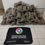 Polícia apreende 47 kg de skunk entre Imbituba e Garopaba