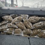 Polícia apreende 47 kg de skunk entre Imbituba e Garopaba