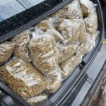 Polícia apreende 47 kg de skunk entre Imbituba e Garopaba
