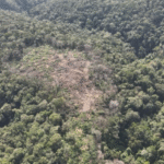 Operação Mata Atlântica em Pé 2025 identifica 192 hectares de desmatamento irregular em Santa Catarina