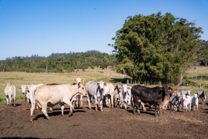 Prefeitura de Morro da Fumaca 1