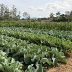 Vem aí o maior encontro técnico de horticultura em Santo Amaro da Imperatriz e região