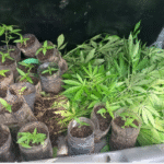 Polícia localiza plantação de maconha em terreno em SC