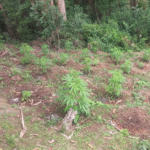 Polícia localiza plantação de maconha em terreno em SC