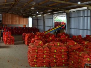 Colheita da cebola avança em SC com expectativa de aumento na produção